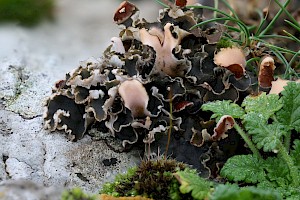 Peltigera rufescens Field Dog-lichen