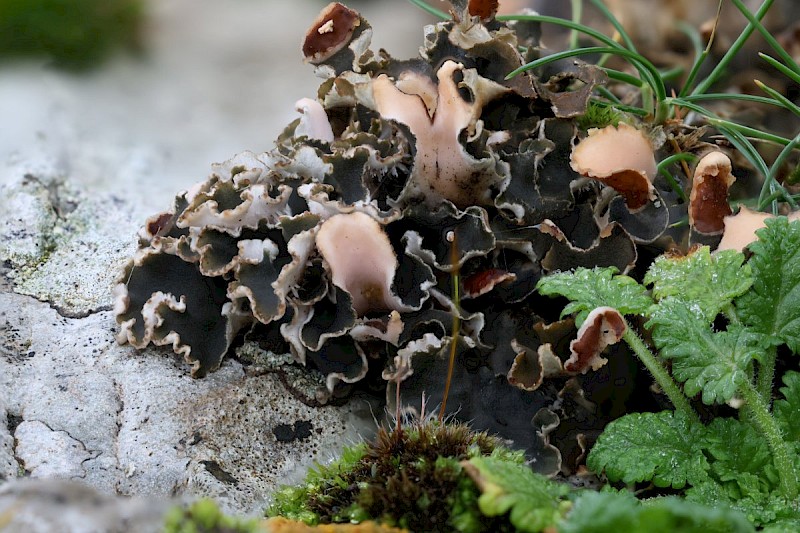 Peltigera rufescens - © Barry Stewart