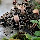 Peltigera rufescens