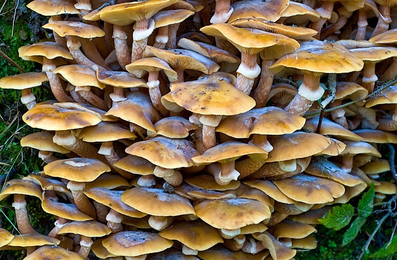 Armillaria mellea - © Charles Hipkin