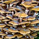 Armillaria mellea