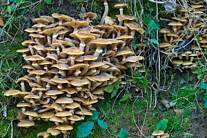 Physalacriaceae