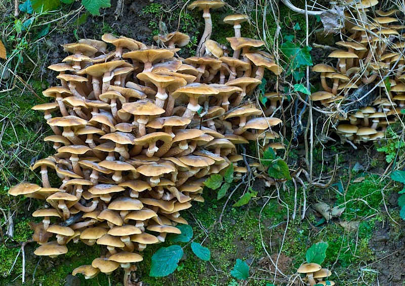 Armillaria mellea - © Charles Hipkin