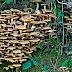 Armillaria mellea