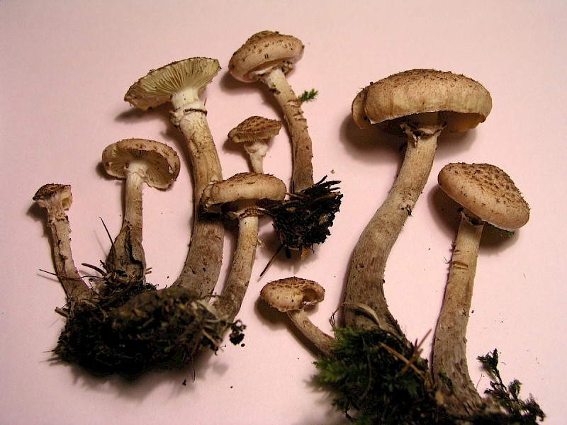 Armillaria mellea - © Charles Hipkin