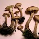 Armillaria mellea