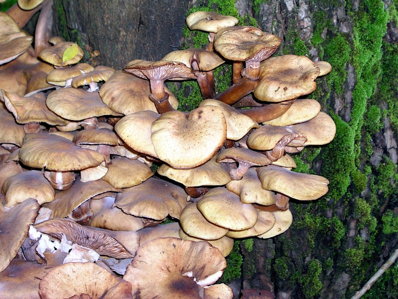 Armillaria mellea - © Charles Hipkin