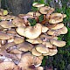 Armillaria mellea