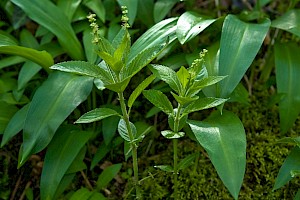 Mercurialis perennis Dog's Mercury