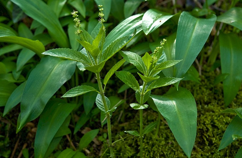 Mercurialis perennis - © Charles Hipkin