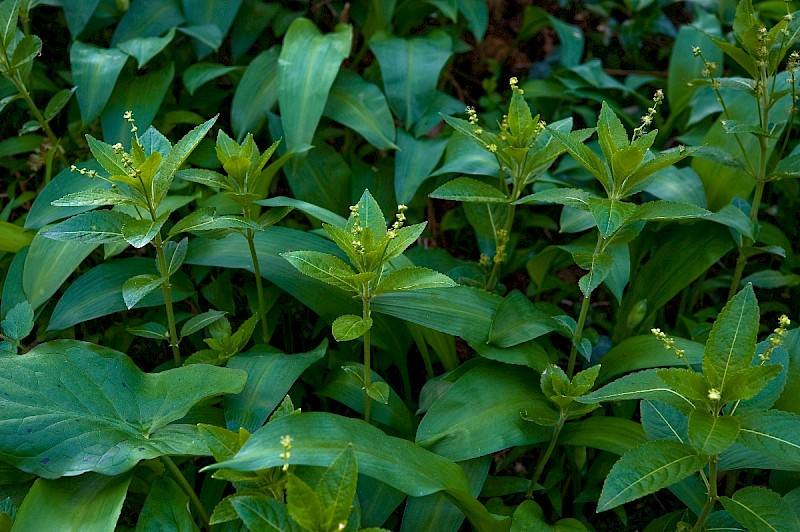 Mercurialis perennis - © Charles Hipkin