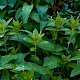 Mercurialis perennis