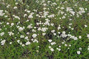 Achillea millefolium Yarrow