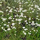 Achillea millefolium