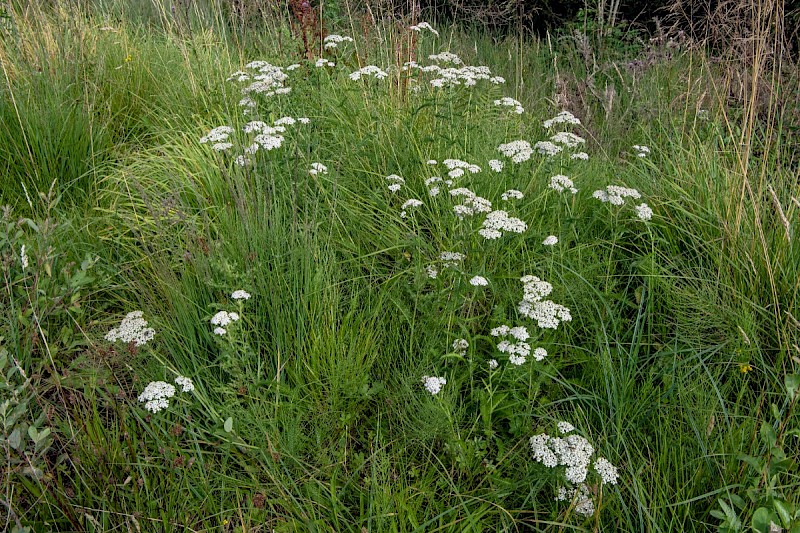 Achillea millefolium - © Charles Hipkin