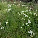 Achillea millefolium