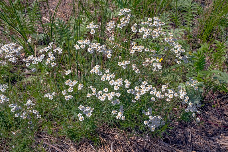 Achillea ptarmica - © Charles Hipkin