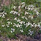 Achillea ptarmica