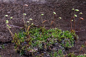 Aloina aloides Common Aloe-moss