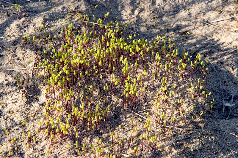 Bryum algovicum - © Charles Hipkin