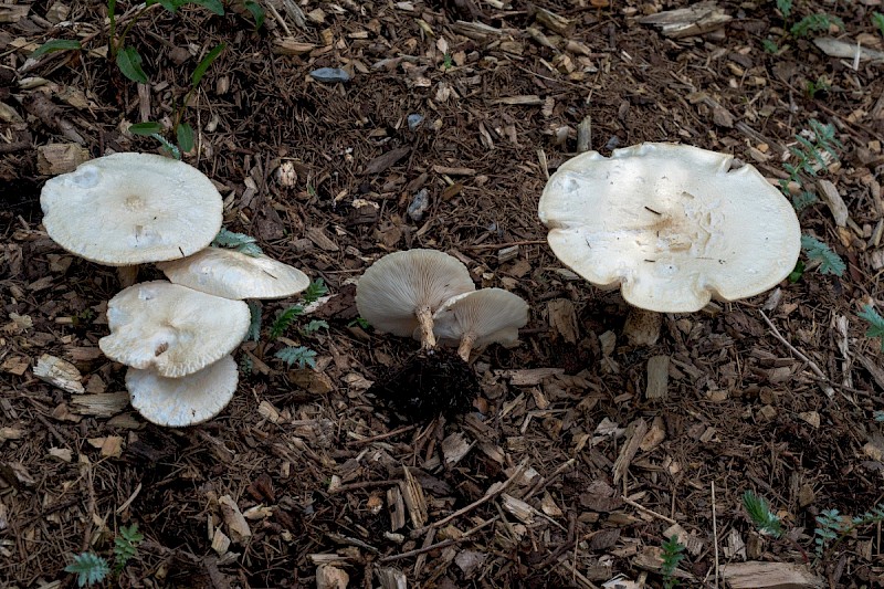 Melanoleuca verrucipes - © Charles Hipkin