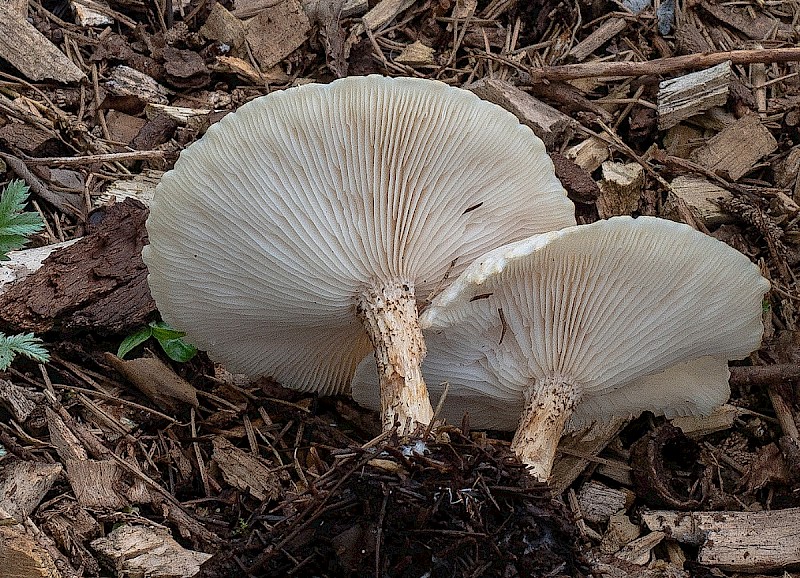 Melanoleuca verrucipes