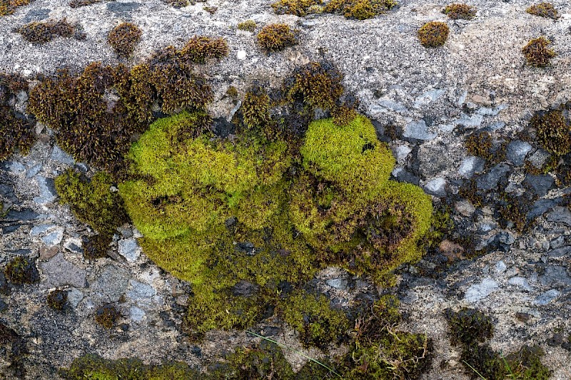 Tortella tortuosa - © Charles Hipkin