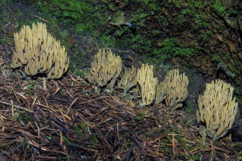 Ramaria abietina - © Charles Hipkin