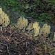 Ramaria abietina