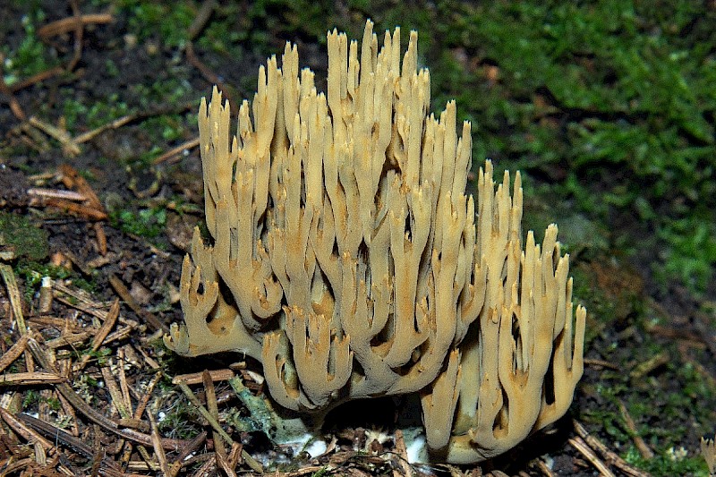 Ramaria abietina - © Charles Hipkin