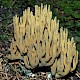 Ramaria abietina