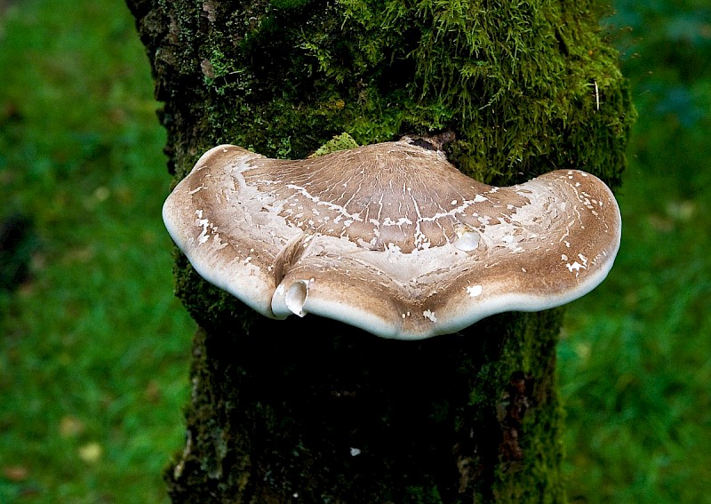 Piptoporus betulinus - © Charles Hipkin