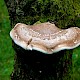 Piptoporus betulinus