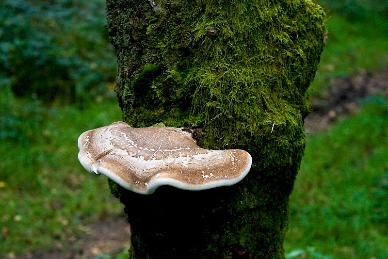 Piptoporus betulinus - © Charles Hipkin