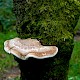 Piptoporus betulinus