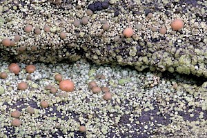 Trapeliopsis granulosa Mottled Disk-lichen