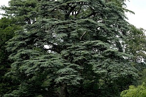 Cedrus libani Cedar-of-Lebanon