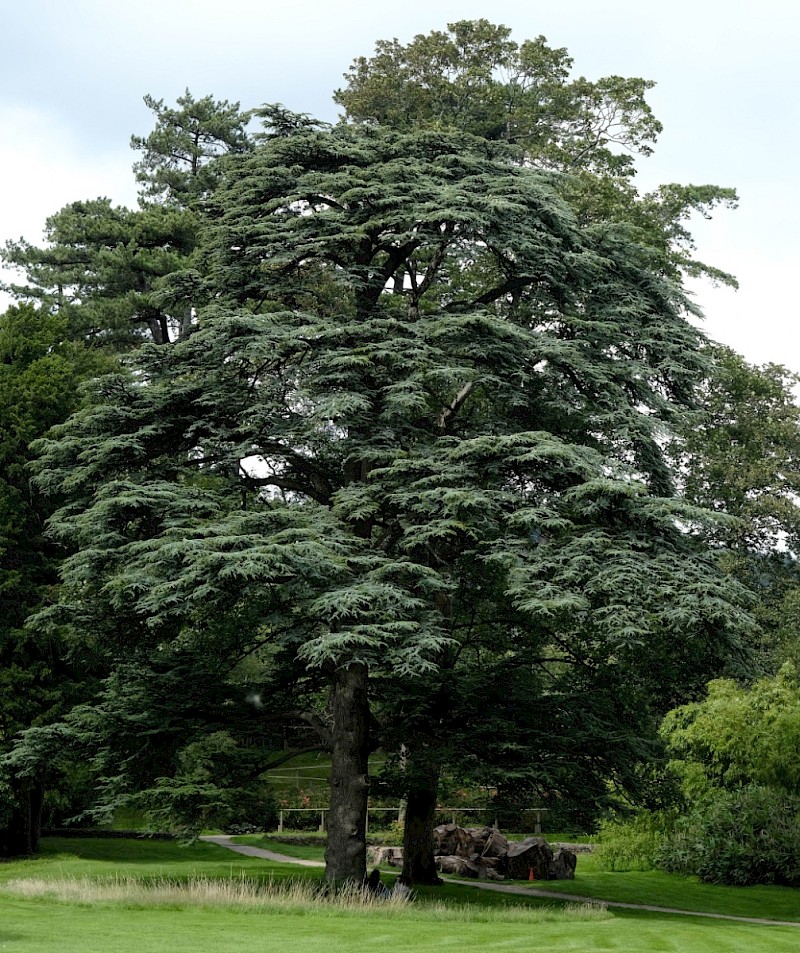 Cedrus libani - © Charles Hipkin