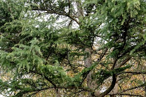 Cedrus deodara Deodar