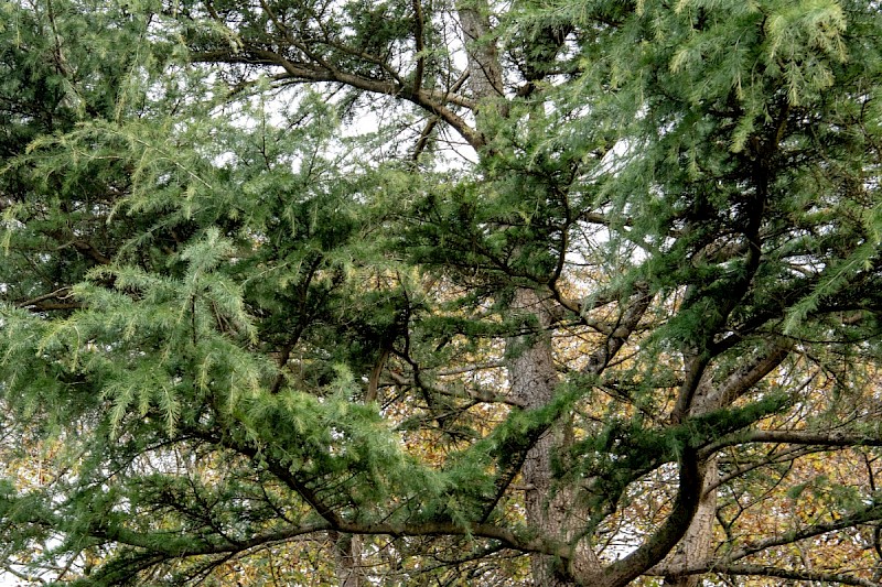 Cedrus deodara - © Charles Hipkin