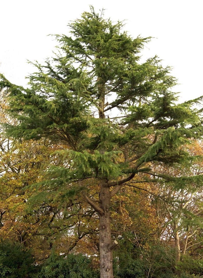 Cedrus deodara - © Charles Hipkin