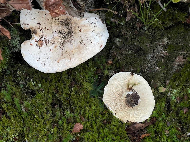 Lactarius vellereus - © Charles Hipkin