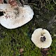 Lactarius vellereus