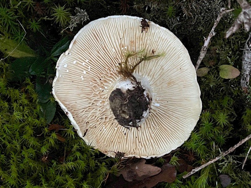 Lactarius vellereus - © Charles Hipkin