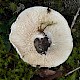 Lactarius vellereus