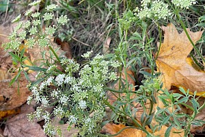 Ammi majus Bullwort