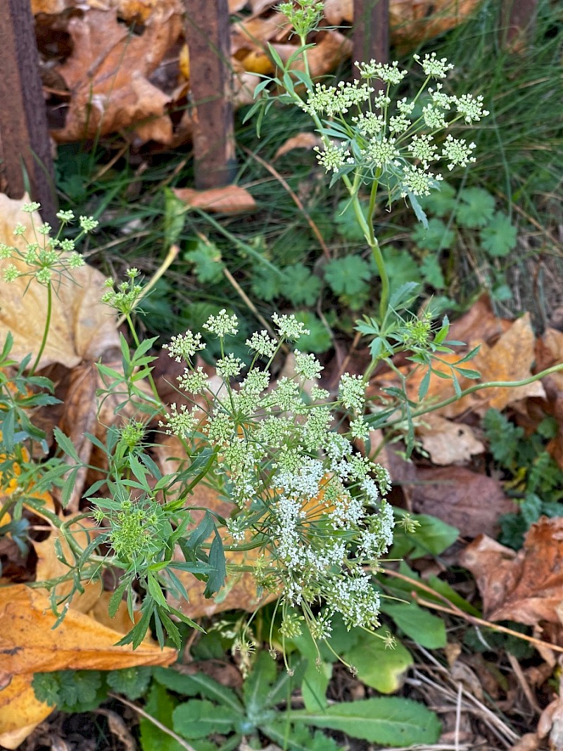 Ammi majus - © Charles Hipkin