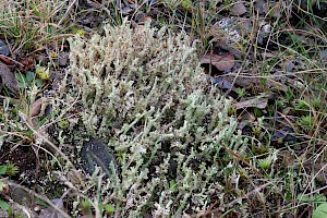 Cladonia squamosa var. subsquamosa Dragon Funnel