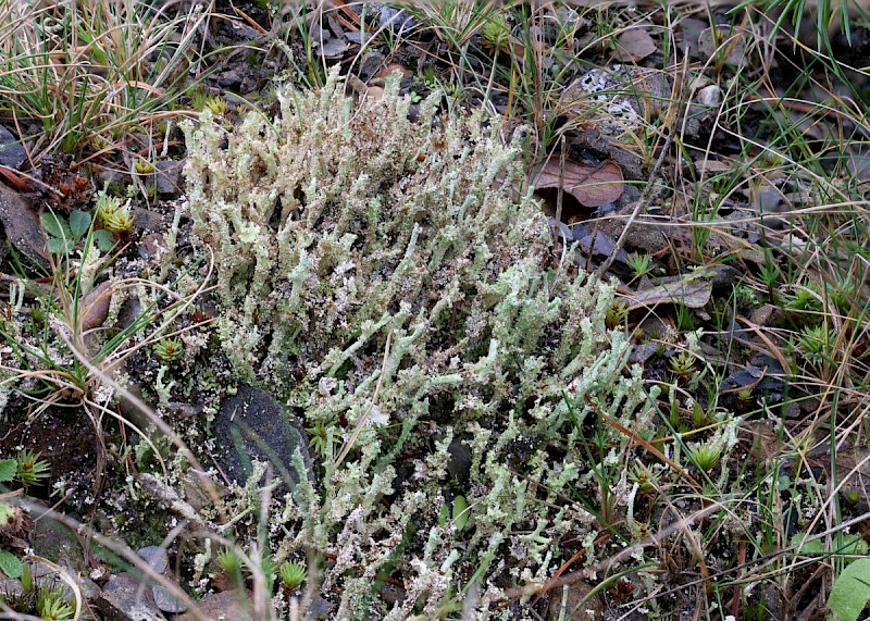 Cladonia squamosa var. subsquamosa - © Barry Stewart