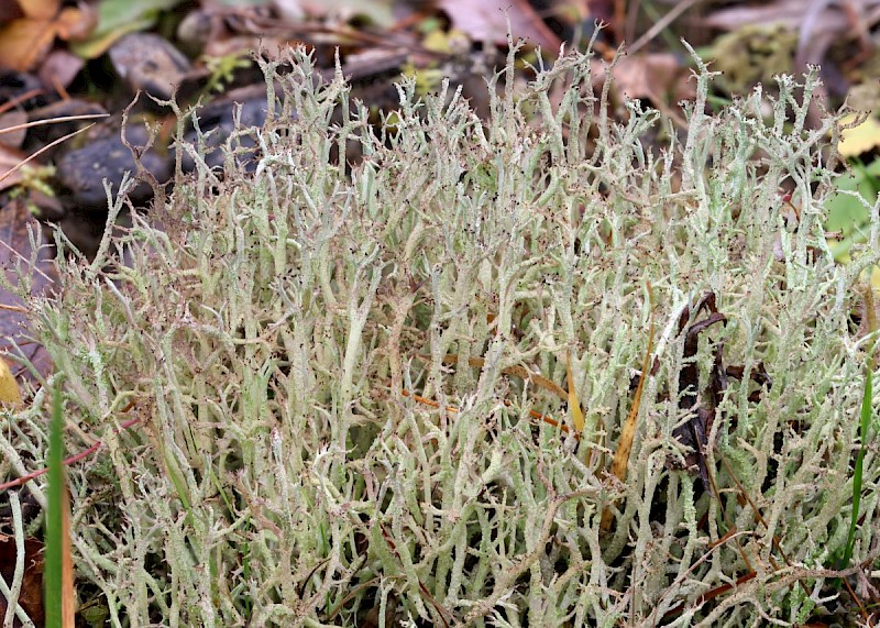 Cladonia scabriuscula - © Barry Stewart